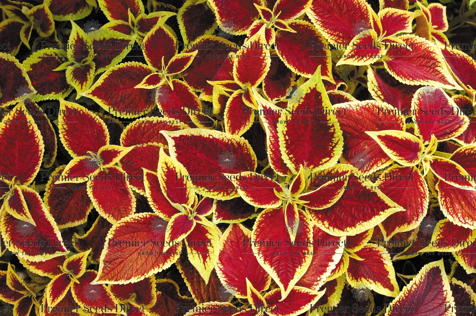 Coleus