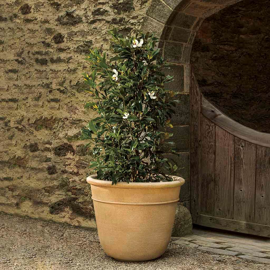 Carema Planter (22" x 18"), NA
