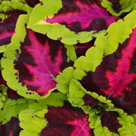 Coleus