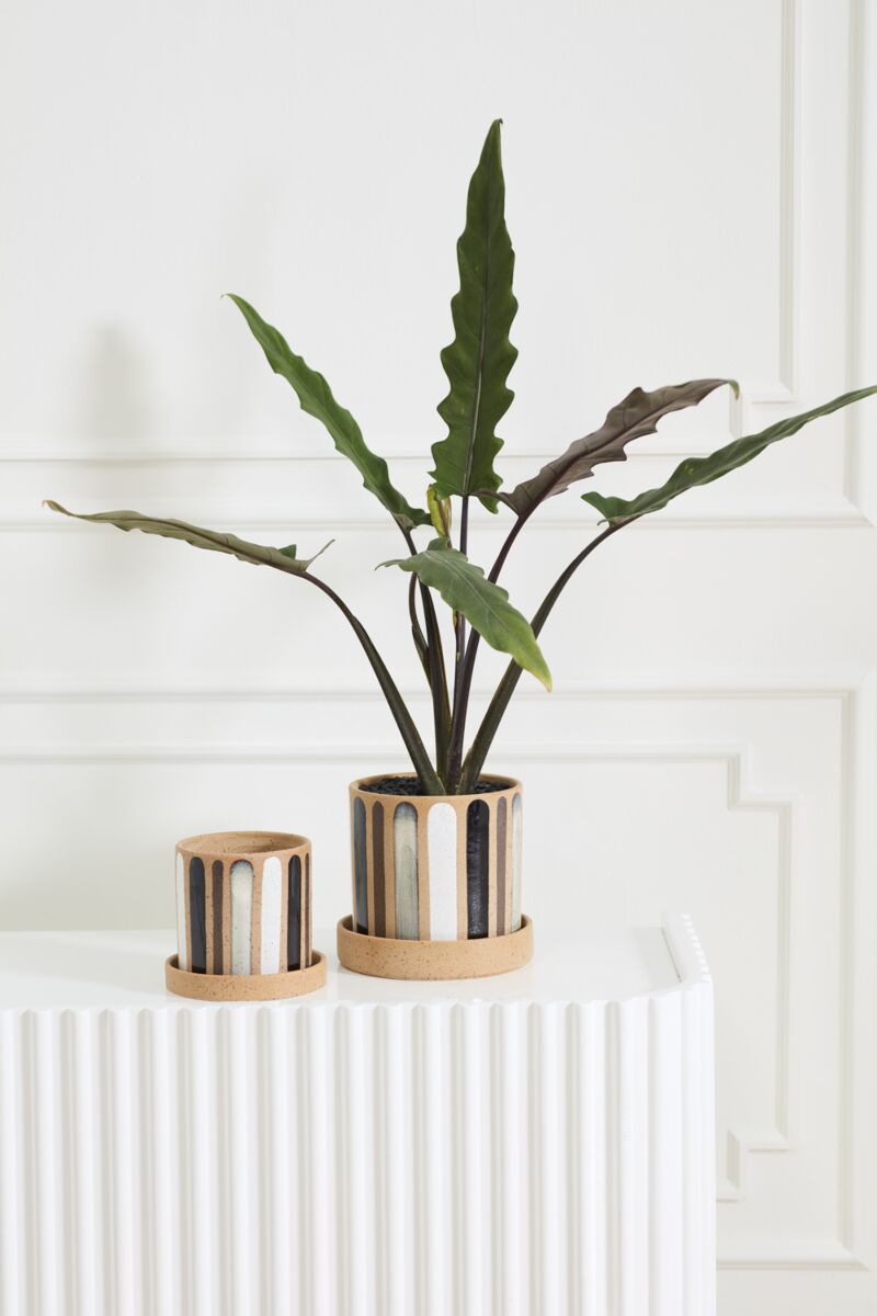 Truman Pot