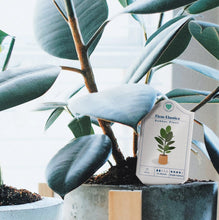 Load image into Gallery viewer, House Plant Care Cards