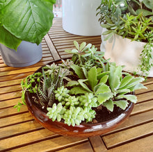 Load image into Gallery viewer, Succulent Class